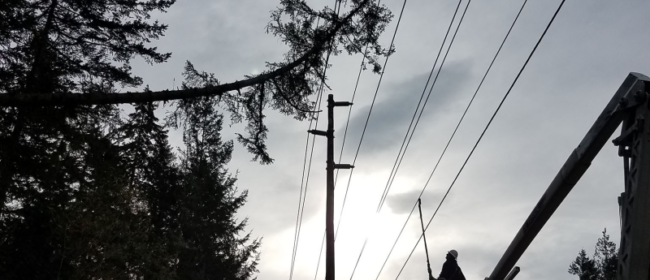 Tree has fallen on transmission lines