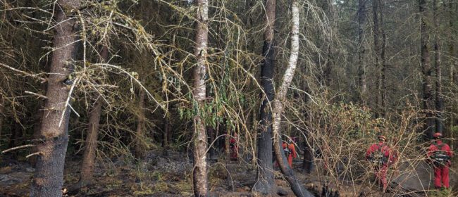 Fire crew scanning the forest floor for any hot spots