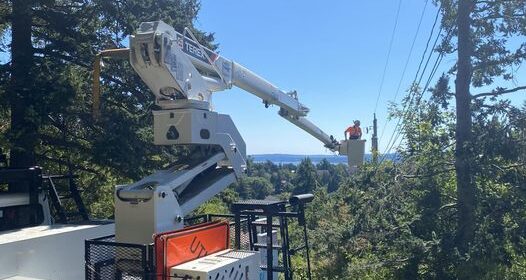 Tree trimmer in a crane bucket removes branches from potentially dangerous areas