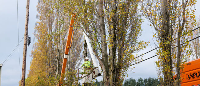 Trimmers clipping trees along sims way